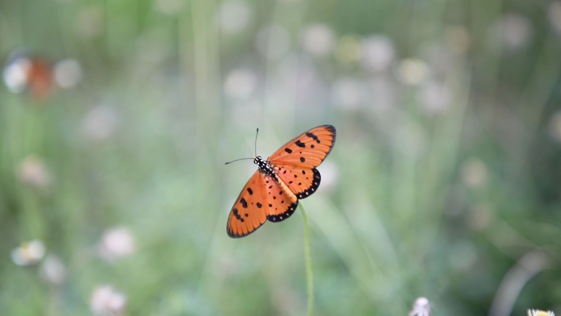 Butterflies in a Meadow