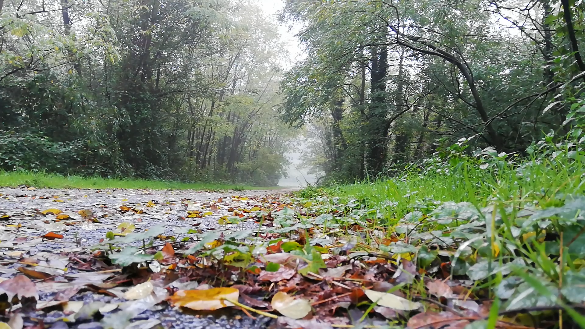 Rain Falling on Grass
